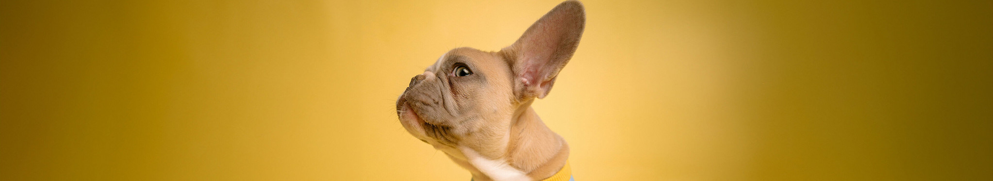 Hund spitzt das Ohr
